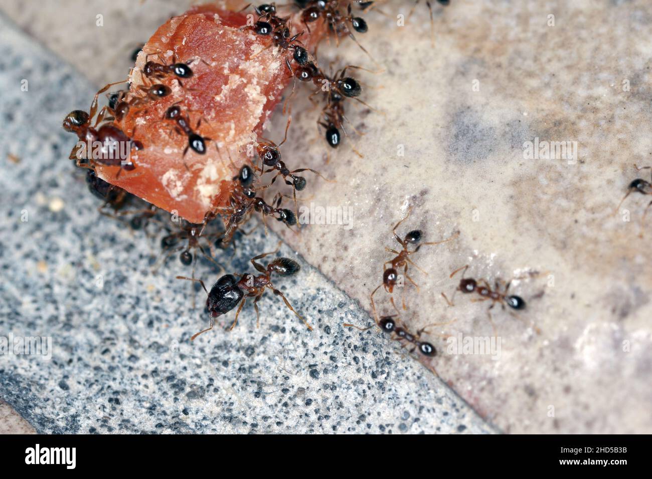 Formiche - Pheidole megacepha raccogliendo scarti di cibo dal pavimento di una casa. Si tratta di un pericoloso parassita nelle case e in altri edifici. Foto Stock