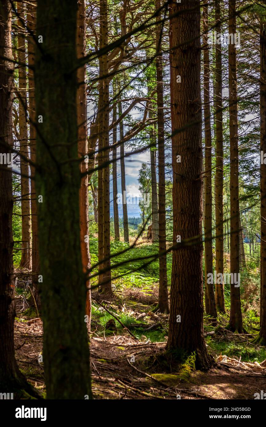 Pini, Conic Hill, Balmaha, Loch Lomond, Stirlingshire Foto Stock