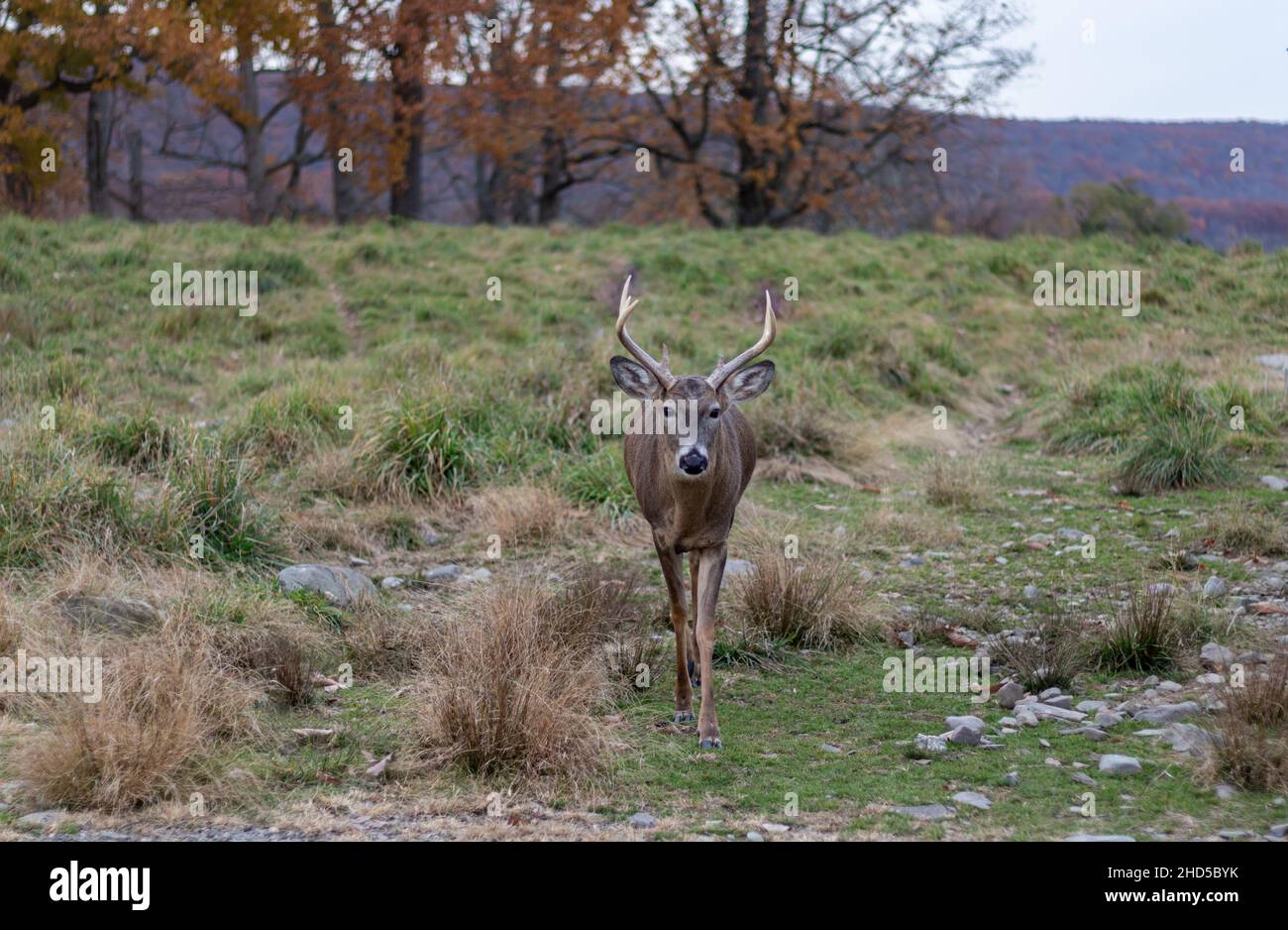 Whitetail cervo buck (Cervidae) con grande cremagliera in campo erboso in un tardo pomeriggio di autunno Foto Stock