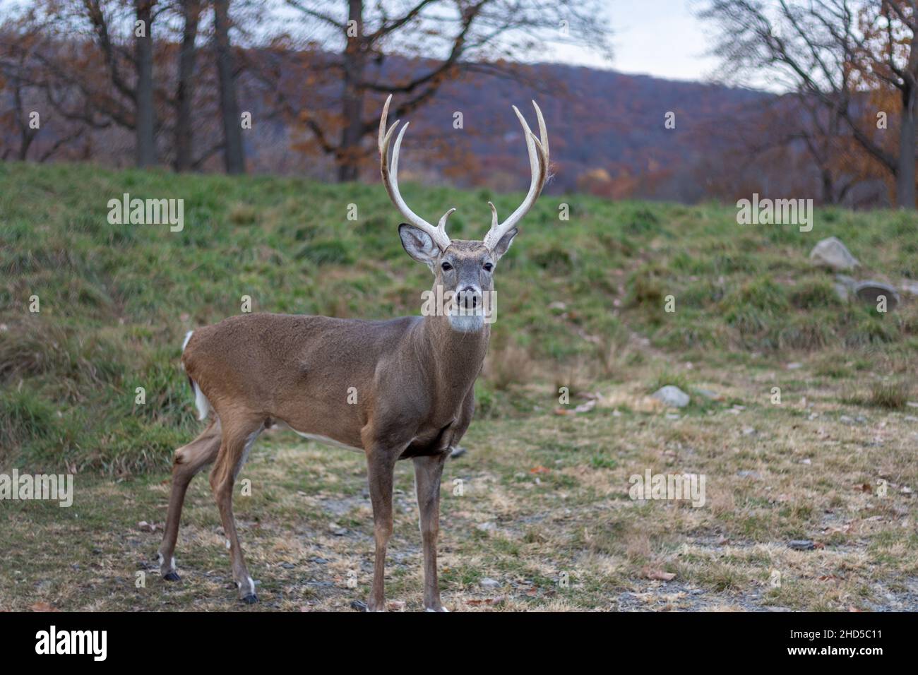 Whitetail cervo buck (Cervidae) con grande cremagliera in campo erboso in un tardo pomeriggio di autunno Foto Stock