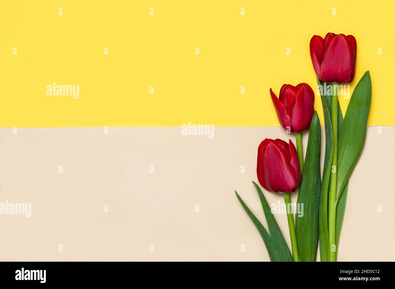 Collezione di tulipani di tipo diffrenet su sfondo cartaceo geometrico. Immagine 9 di 16 Foto Stock