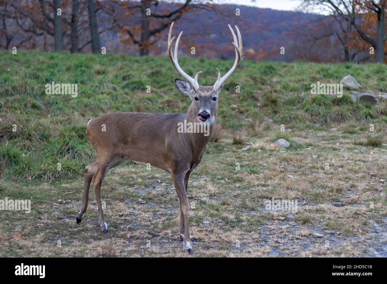 Whitetail cervo buck (Cervidae) con grande rastrelliera e divertente espressione in campo erboso in un tardo pomeriggio di autunno Foto Stock