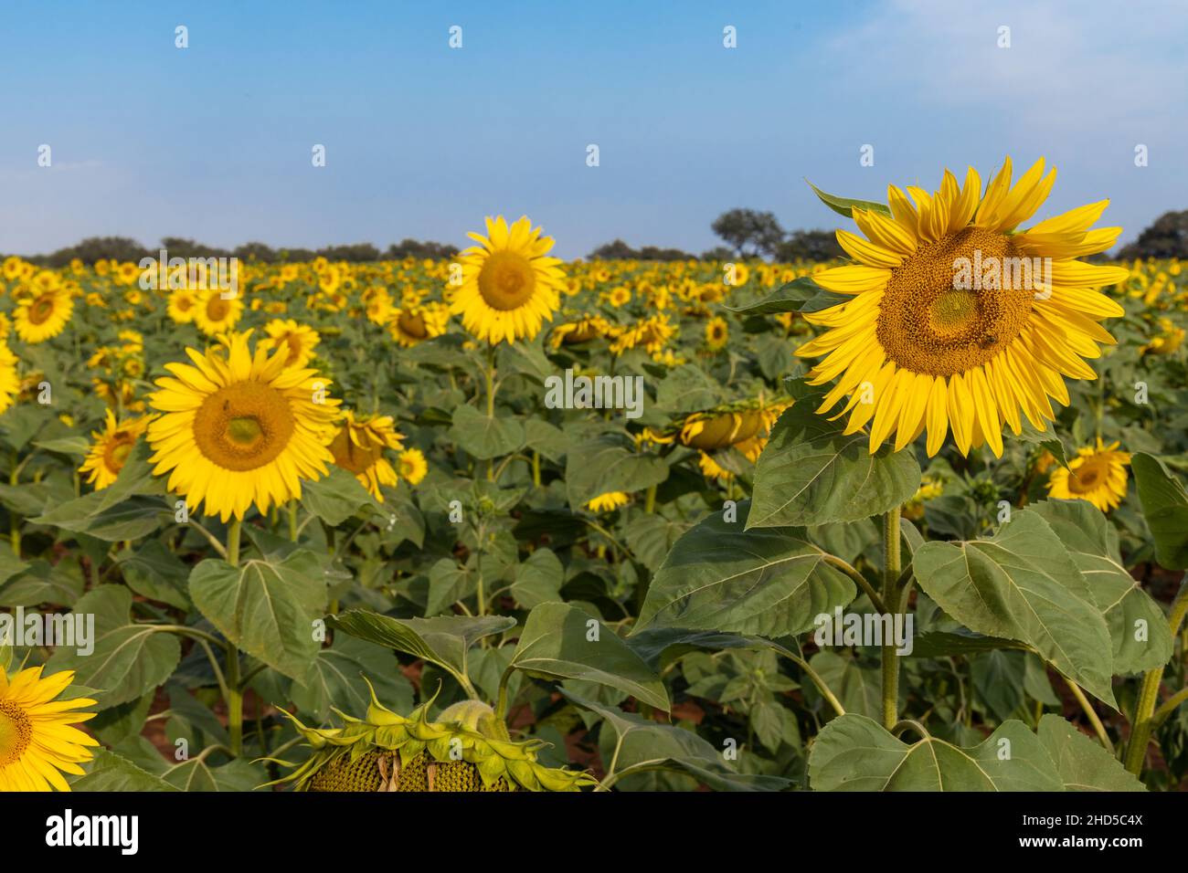 Girasoli con api visibili arou hovering Foto Stock