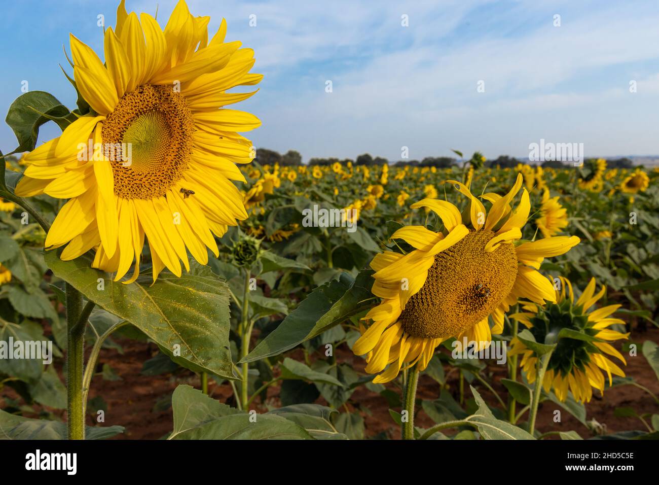 Girasoli con api visibili che si aggirano intorno alle teste dei fiori Foto Stock