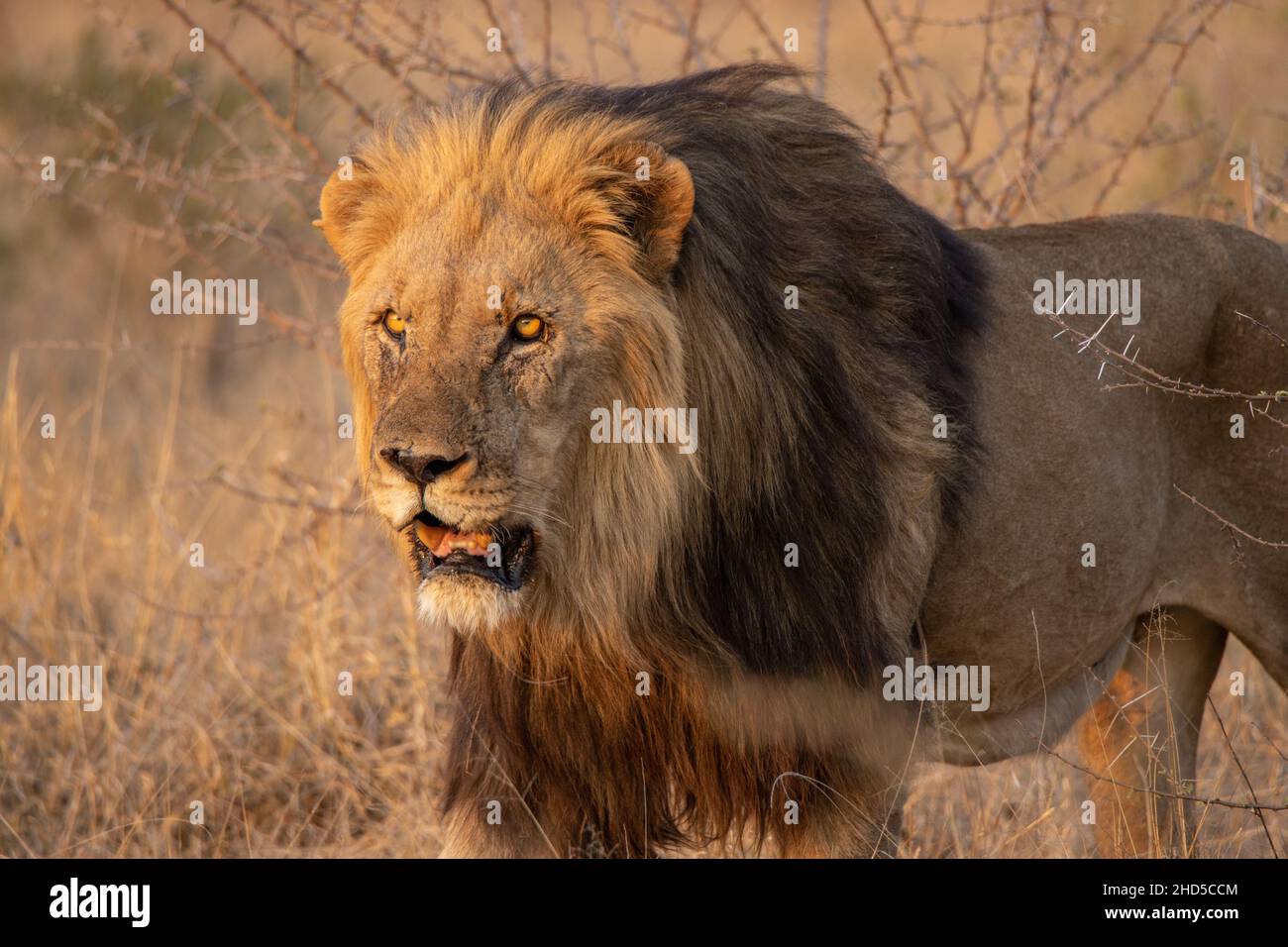 Un grande leone maschio con una mana scura a caccia del suo prossimo pasto Foto Stock