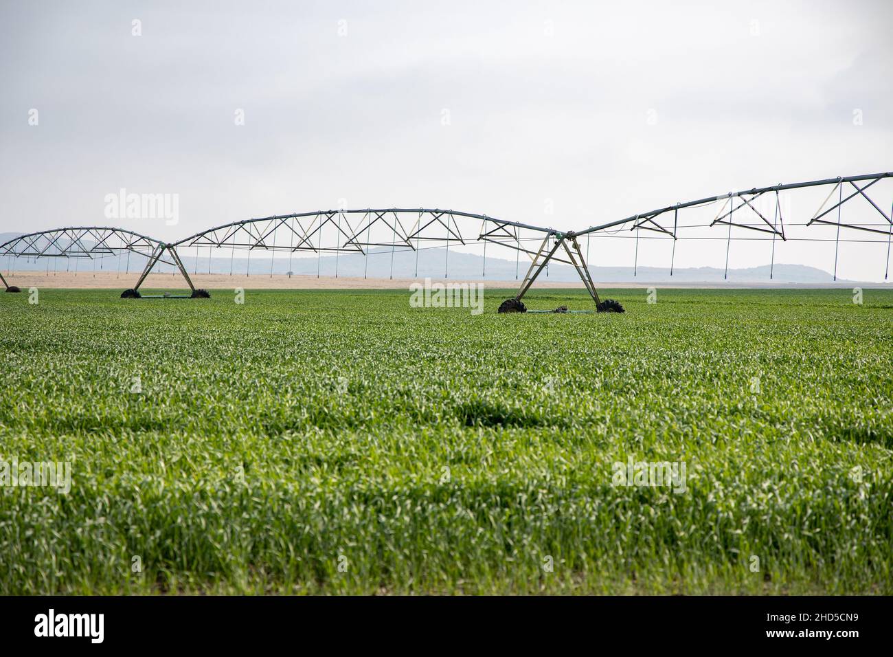 Un sistema di irrigazione a perno che si trova in un campo di colture verdi. Presa nella provincia di Stato libero del Sudafrica Foto Stock