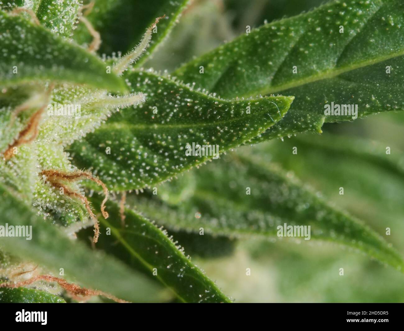marijuana medica, fiori di piante Foto Stock