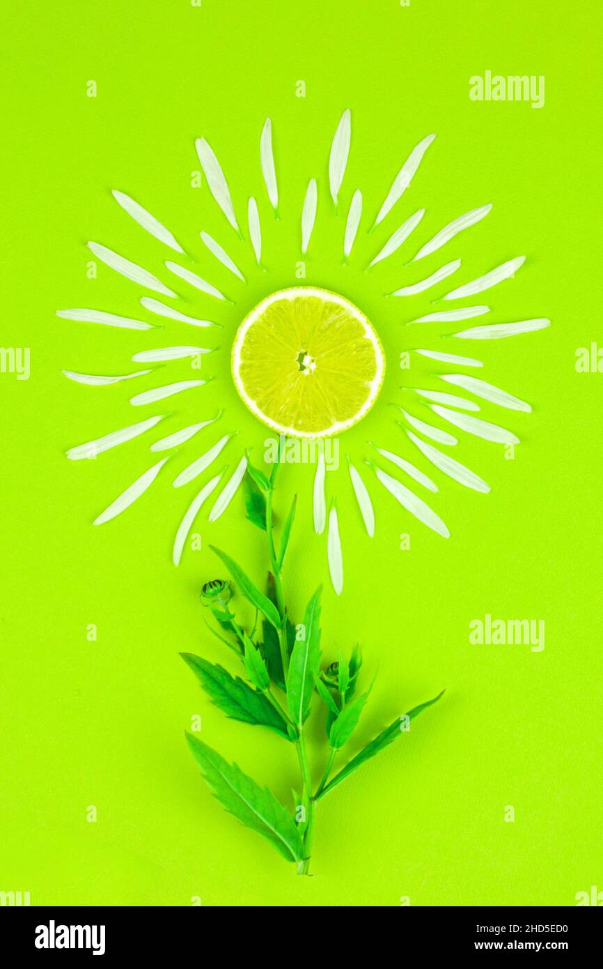 Creativa disposizione estiva realizzata con petali di limone e fiore giallo su sfondo verde chiaro. Frutta concetto minimo. Cibo sano e concetto di cibo Foto Stock