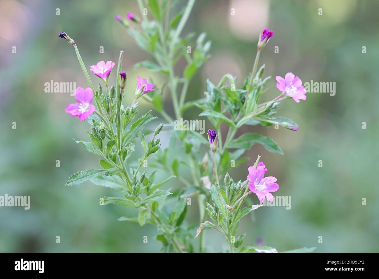 Epilobium hirsutum, comunemente noto come il grande wilowherb, grande wilowherb peloso o wilow-herb peloso, pianta selvatica dalla Finlandia Foto Stock