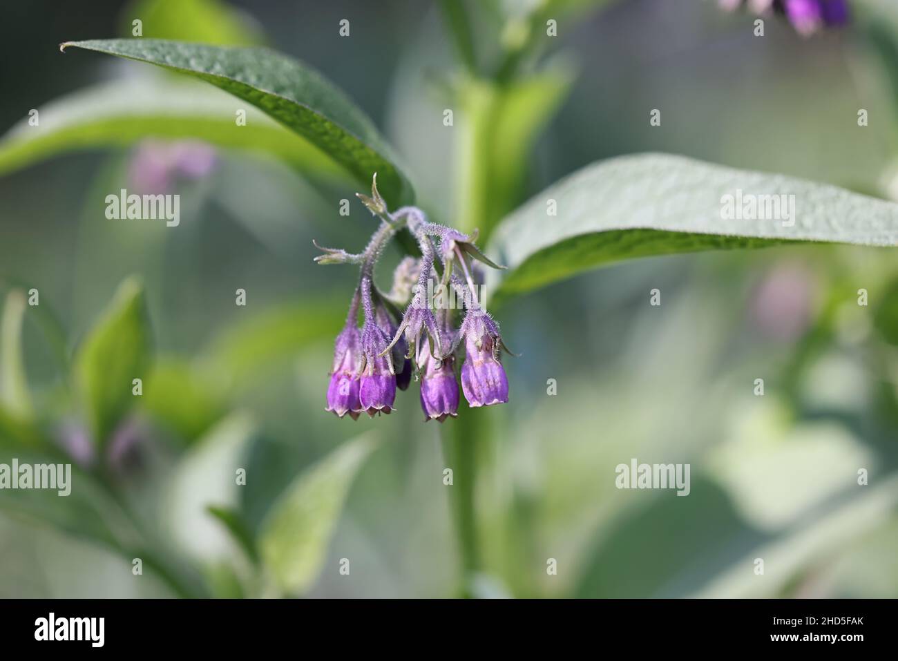 Symphytum officinale, noto come Comfrey comune o Comfrey comune, pianta medicinale selvaggia dalla Finlandia Foto Stock