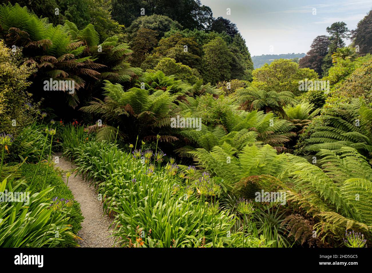 Vegetazione lussureggiante nel giardino tropicale di Trebbah in Cornovaglia. Foto Stock