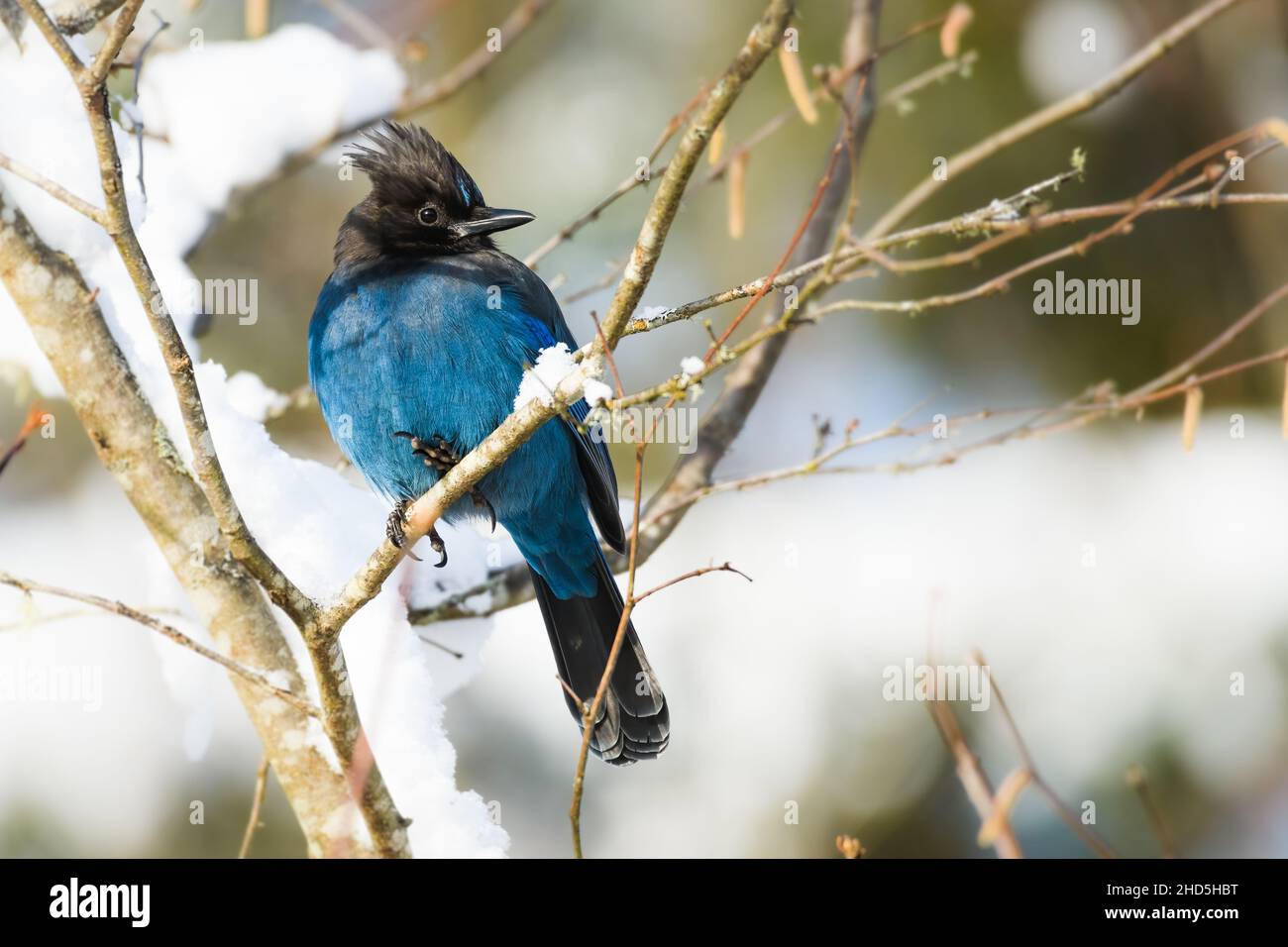 Steller's Jay in King County Washington state in un albero in inverno con macchie di neve sui rami si illumina con piume blu Foto Stock
