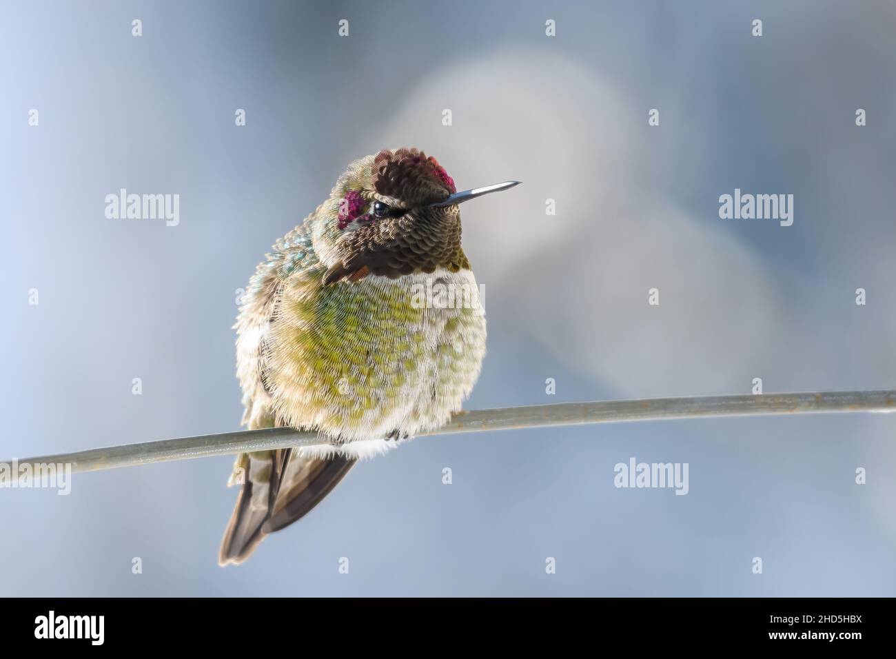 Un Hummingbird di Anna che svernava nella parte occidentale dello stato di Washington poggia su un sottile pezzo di filo in una fredda e croccante giornata invernale Foto Stock