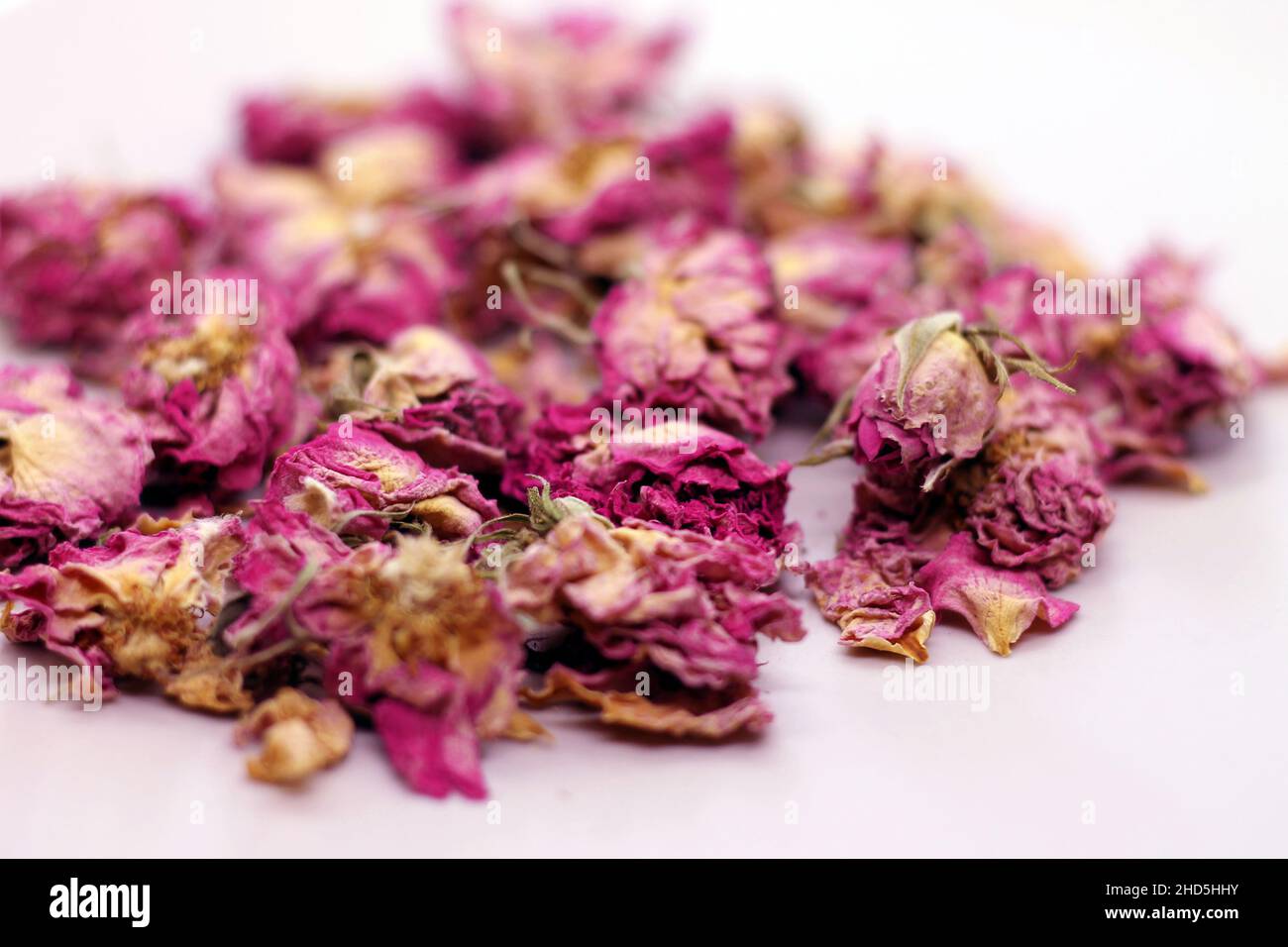 Tè secco con boccioli di rosa su sfondo bianco. Messa a fuoco rapida. Foto Stock