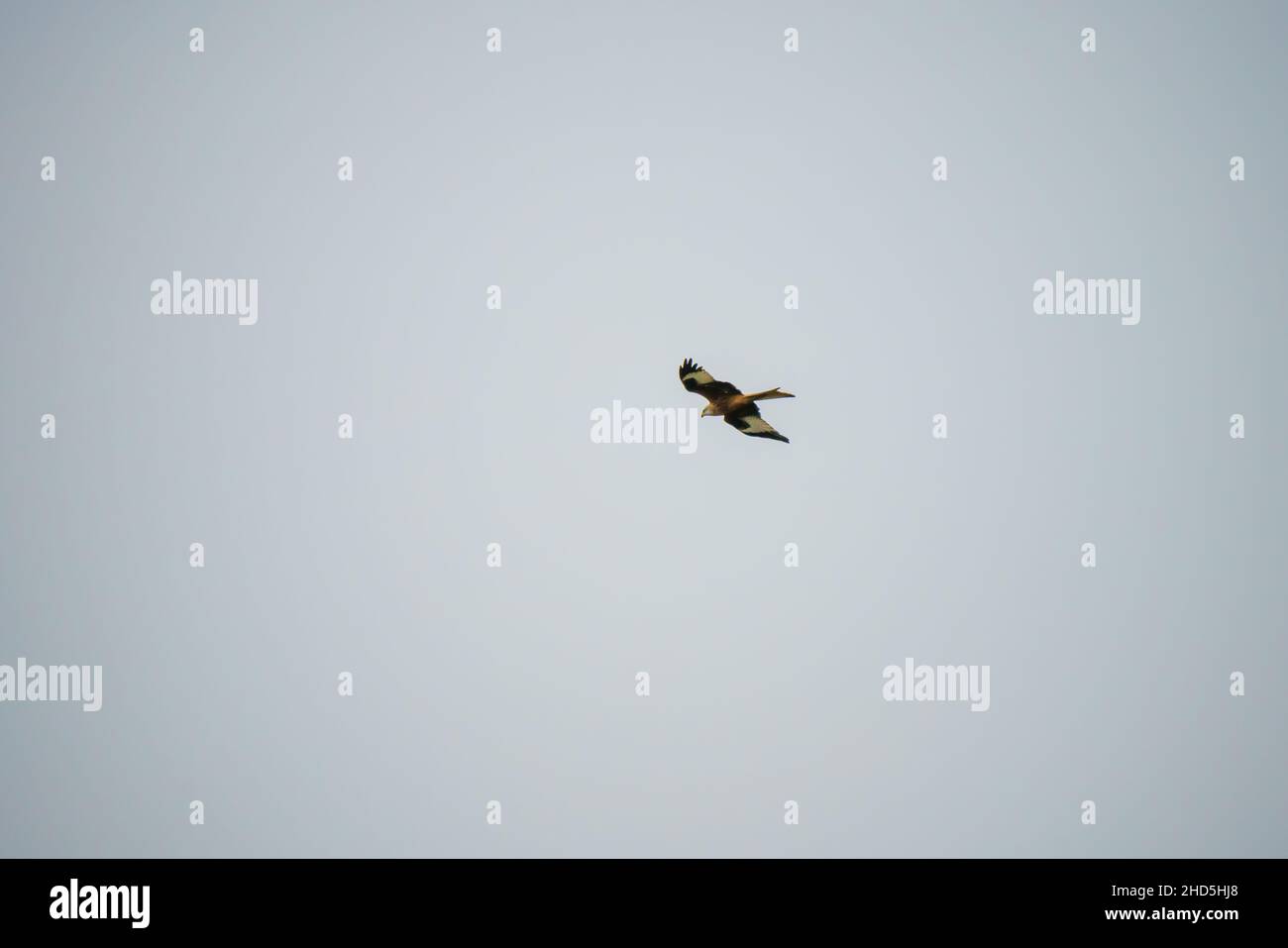 Un aquilone rosso (Milvus milvus) che vola con ali piene in un cielo invernale del Regno Unito Foto Stock