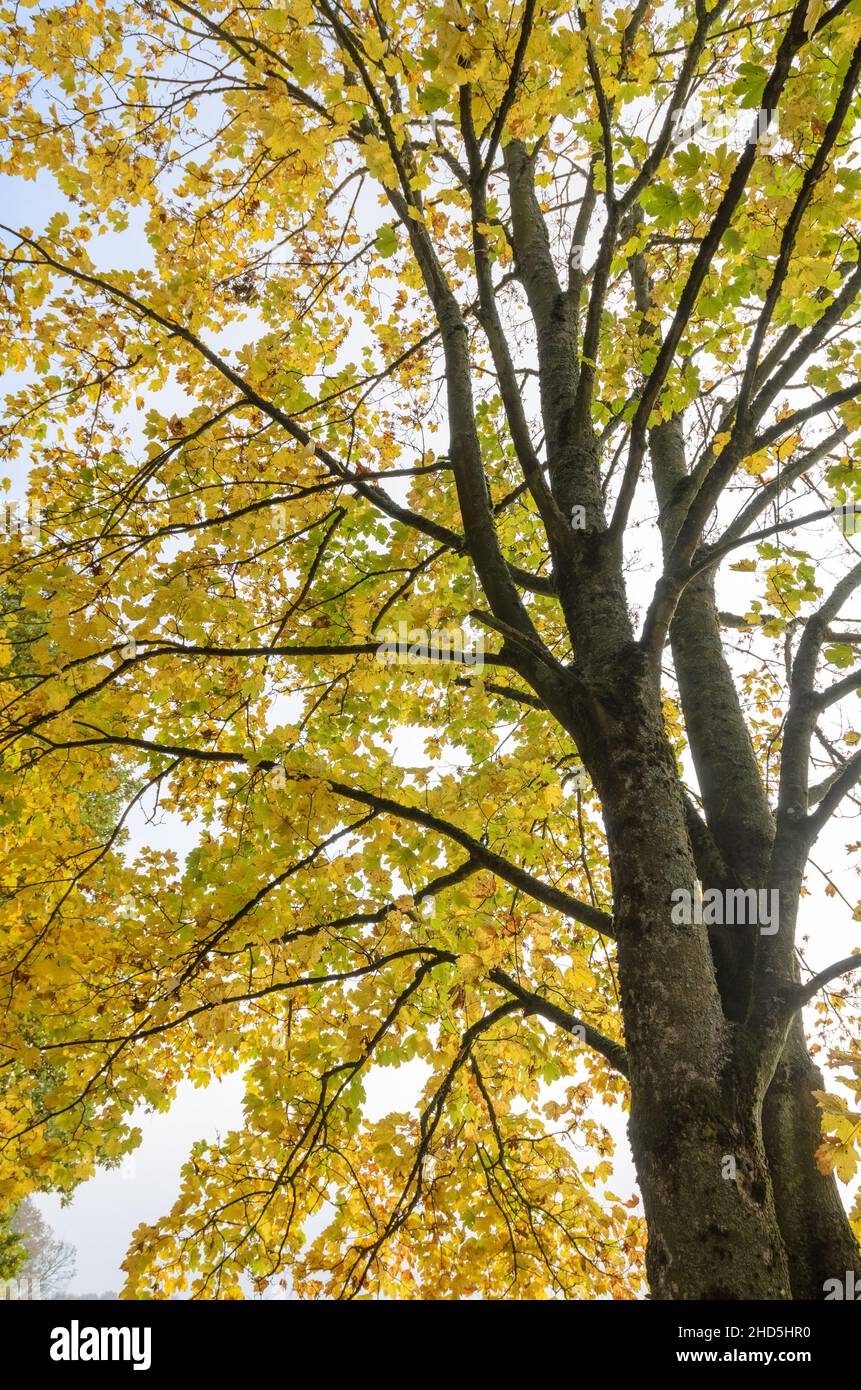 Guardando su foglie, rami e ramoscelli di giallo dorato di un albero di acero (Acer pseudoplatanus) in una foresta durante l'autunno in Germania, Europa Foto Stock