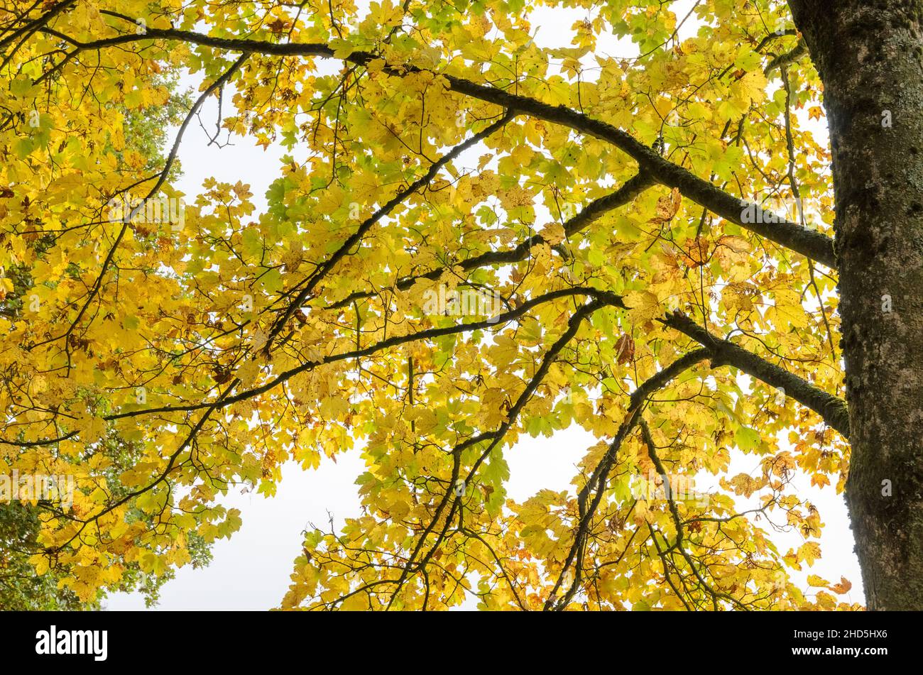 Guardando su foglie, rami e ramoscelli di giallo dorato di un albero di acero (Acer pseudoplatanus) in una foresta durante l'autunno in Germania, Europa Foto Stock