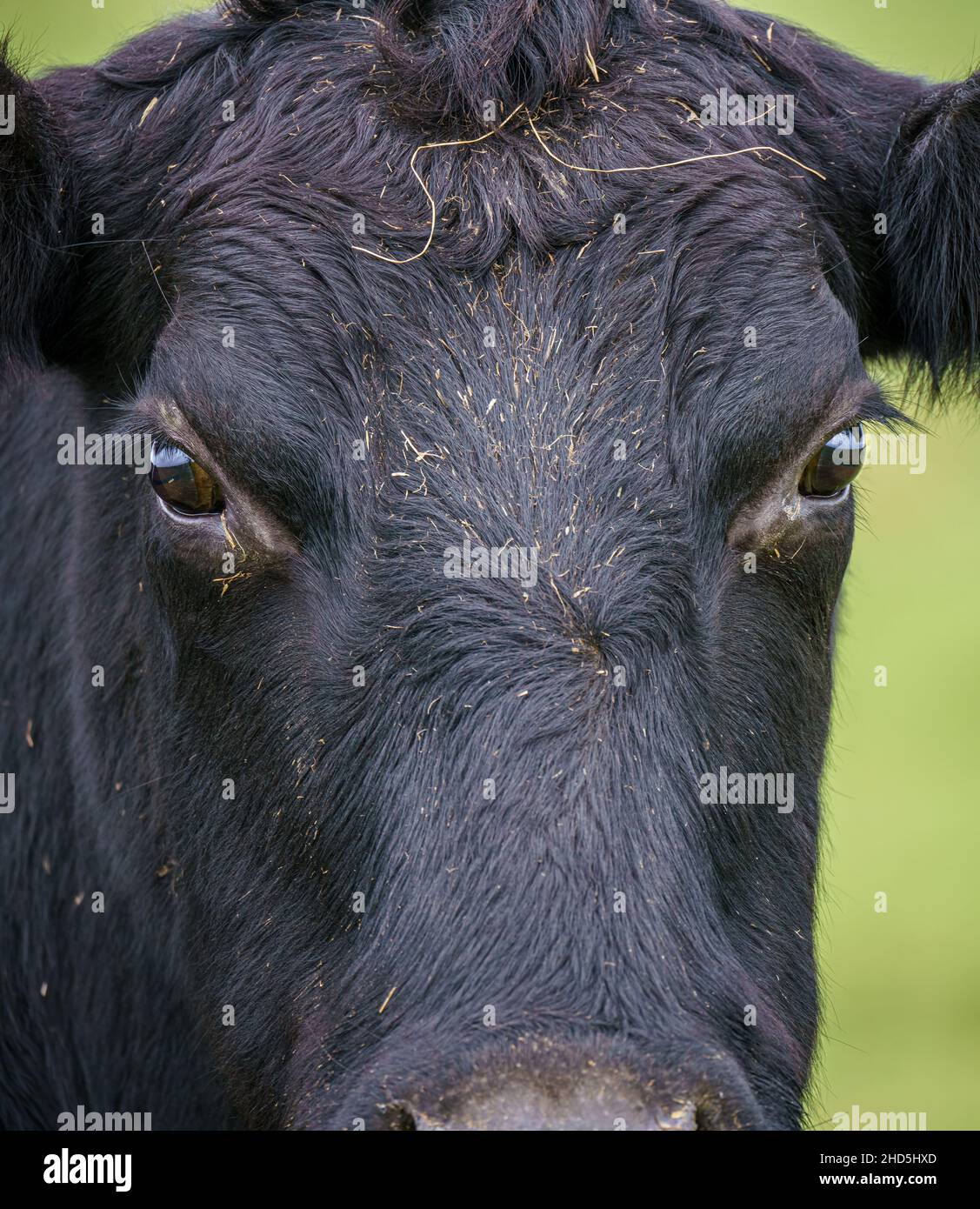 primo piano di una mucca nera da latte, faccia e testa busto Foto Stock