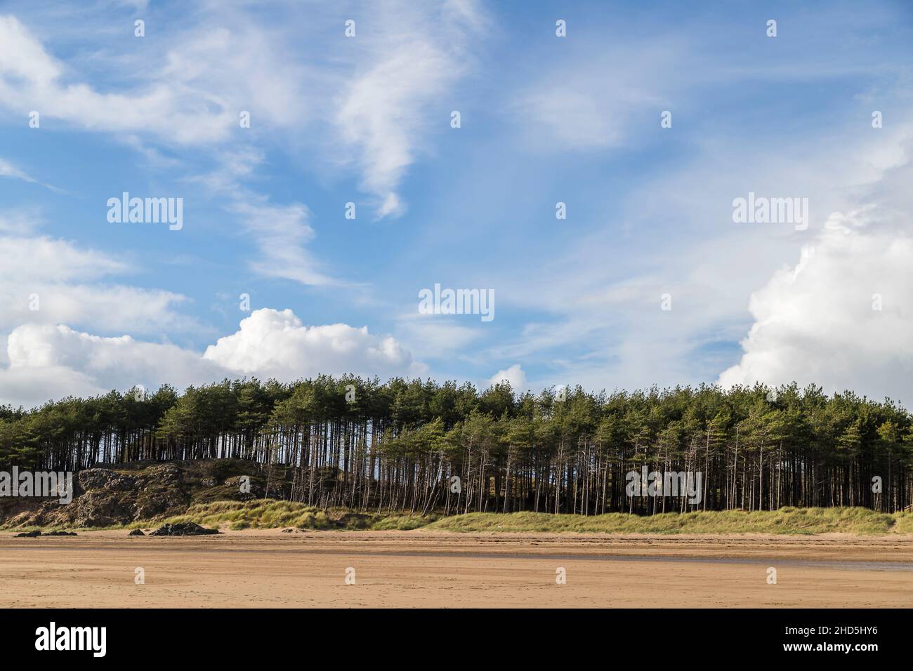 Alberi di pino fianeggiano la spiaggia di Newborough. Foto Stock