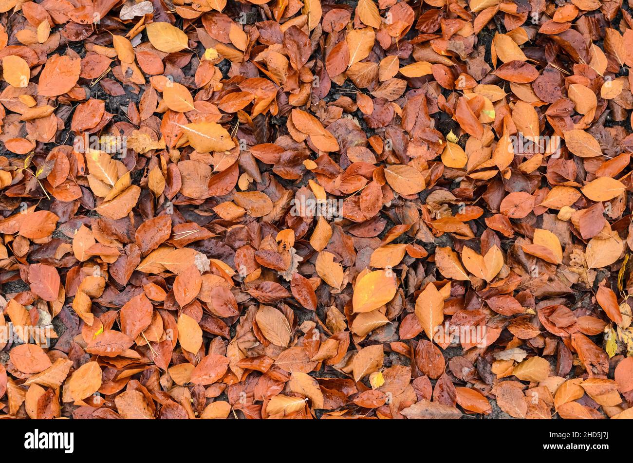 Foglie brune (Fagus sylvatica), note anche come Faggio comune o Faggio europeo sul terreno boschivo durante la stagione autunnale Foto Stock