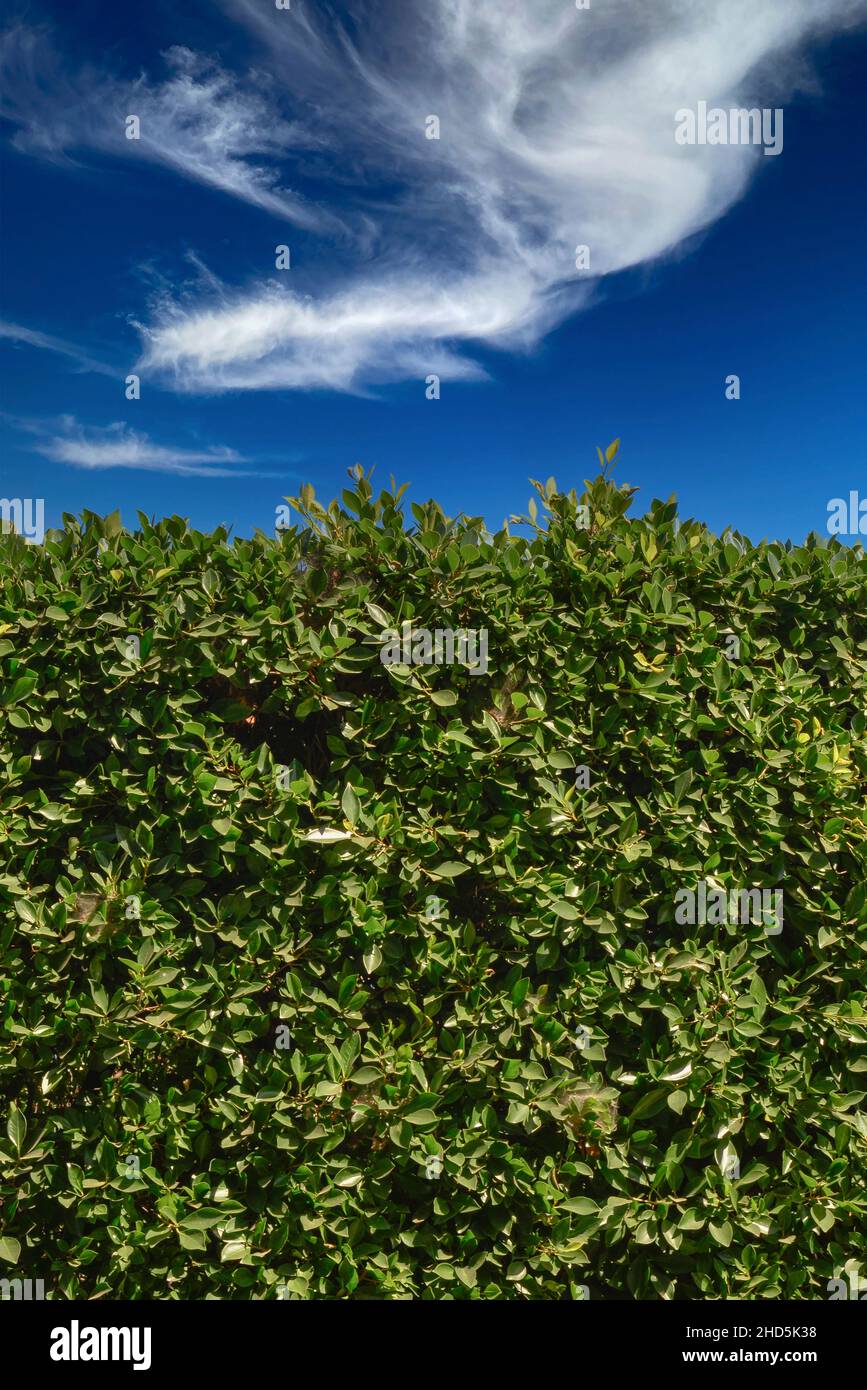 Un'immagine di fondo o di fondo di una siepe di piante di alloro indiano verde in formato verticale primo piano di cielo blu con nuvole Foto Stock