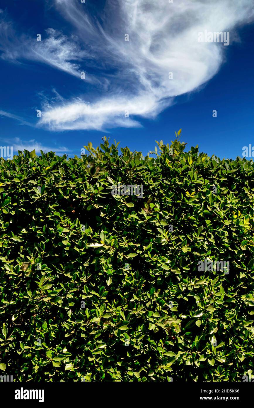 Un'immagine di fondo o di fondo di una siepe di piante di alloro indiano verde in formato verticale primo piano di cielo blu con nuvole Foto Stock