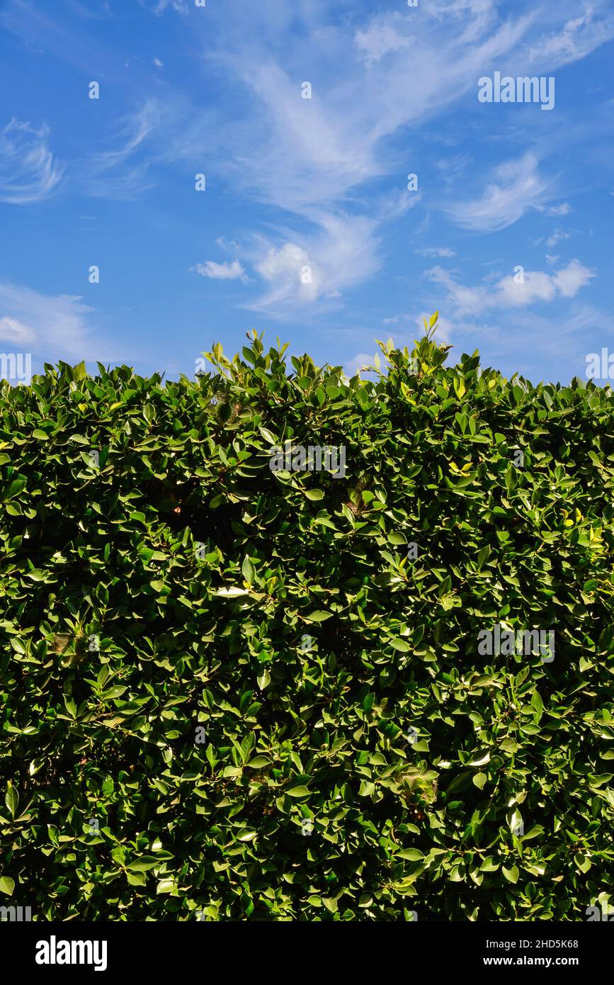 Un'immagine di fondo o di fondo di una siepe di piante di alloro indiano verde in formato verticale primo piano di cielo blu con nuvole Foto Stock
