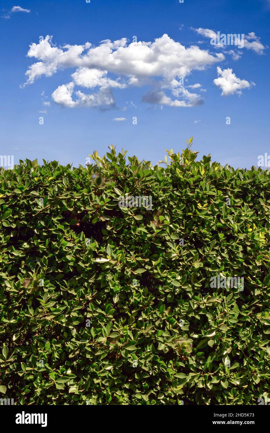 Un'immagine di fondo o di fondo di una siepe di piante di alloro indiano verde in formato verticale primo piano di cielo blu con nuvole Foto Stock