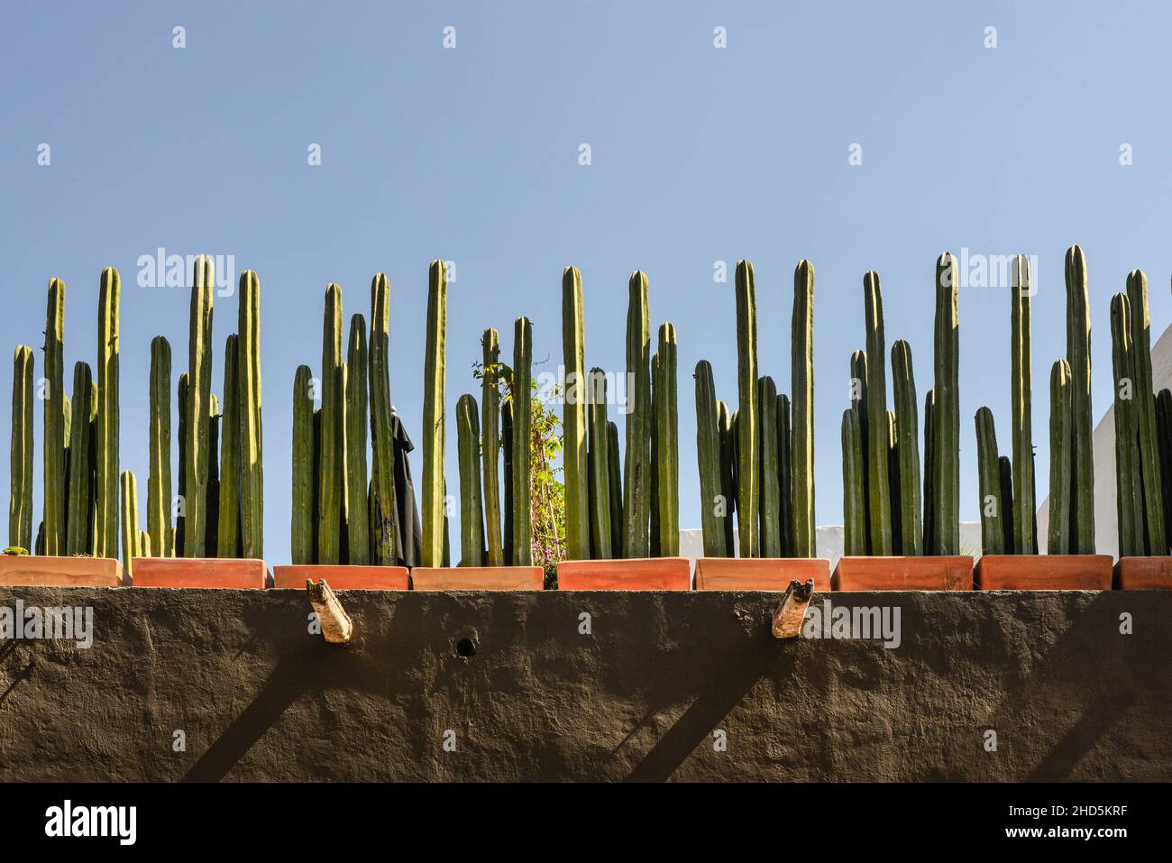 Una forte vista orizzontale di un giardino messicano sul tetto fiancheggiato da Cacti Vencepost messicani in vaso in una bella mostra contro un cielo blu a San Miguel Foto Stock