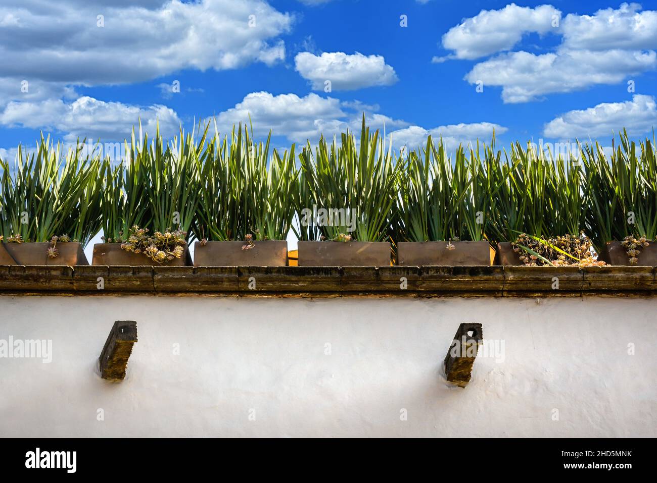 Alte, sottili lance di verde prosperano in vasi rettangolari di argilla al tetto su un giardino sul tetto di San Miguel de Allende con edificio bianco e canale Foto Stock