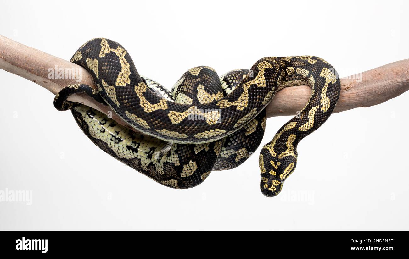 Jungle Carpet Python Foto Stock