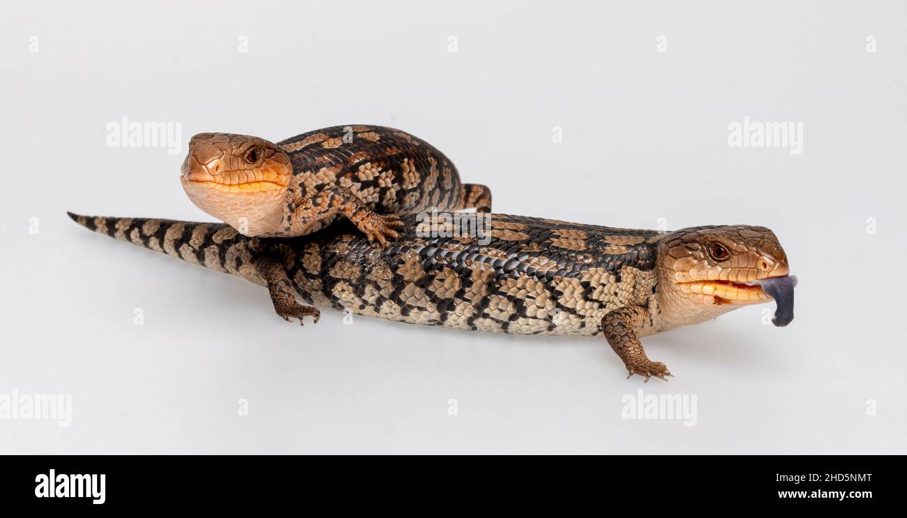 Lizard blotted Blue-Tongue su sfondo bianco Foto Stock