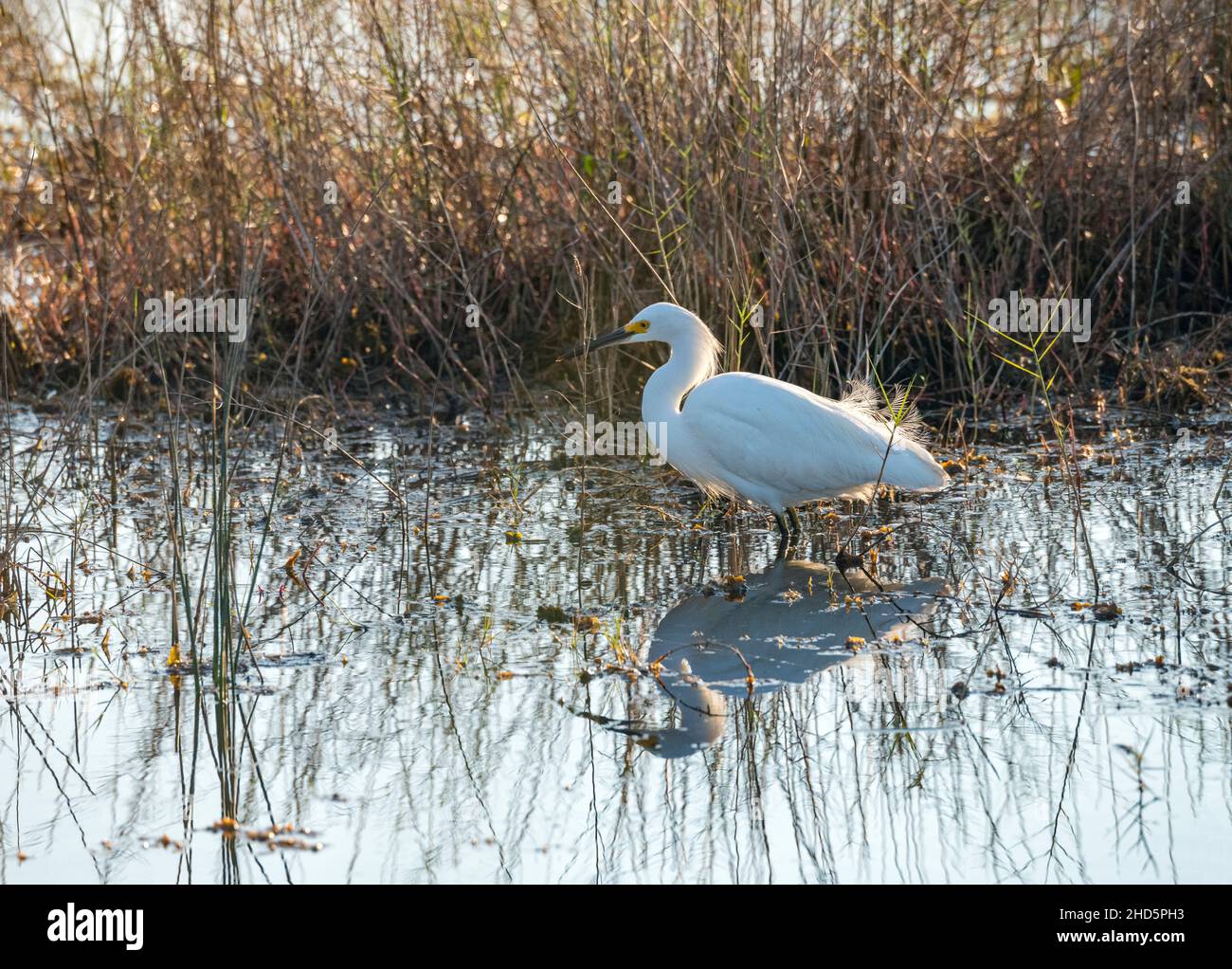 Wintering Snowy Egret uccello che si nutrono in acque poco profonde marsh marsh marsh marciallo Merritt Island National Wildlife Refuge, Florida Foto Stock