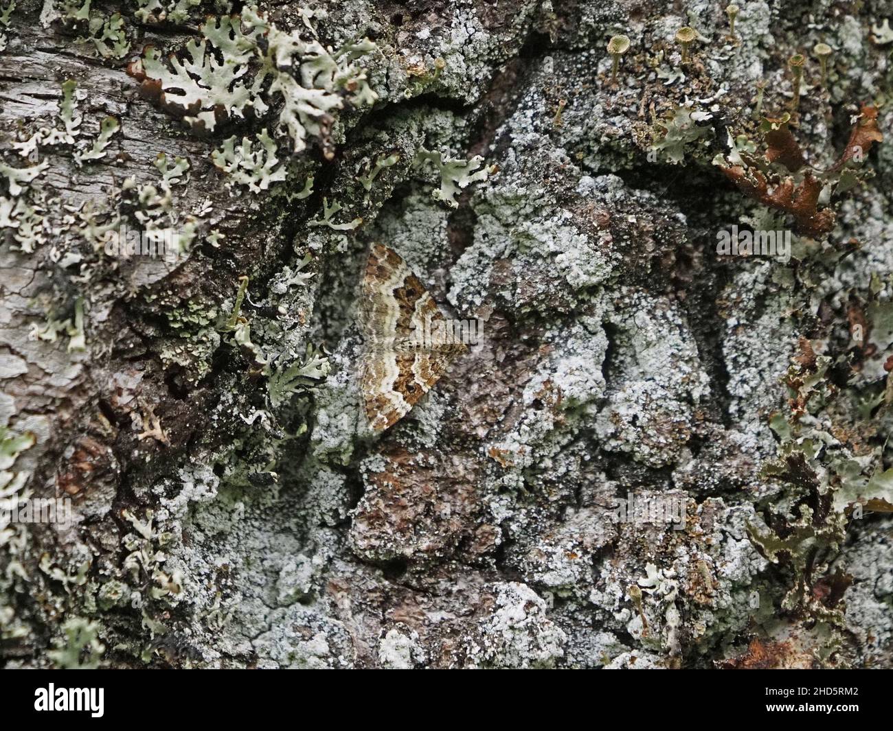 Tappeto comune /tappeto dentato bianco (Epirrhoe alternata) una falena mimetriata su corteccia di lichen-incrostata in bosco umido - Perthshire, Scozia, UK Foto Stock