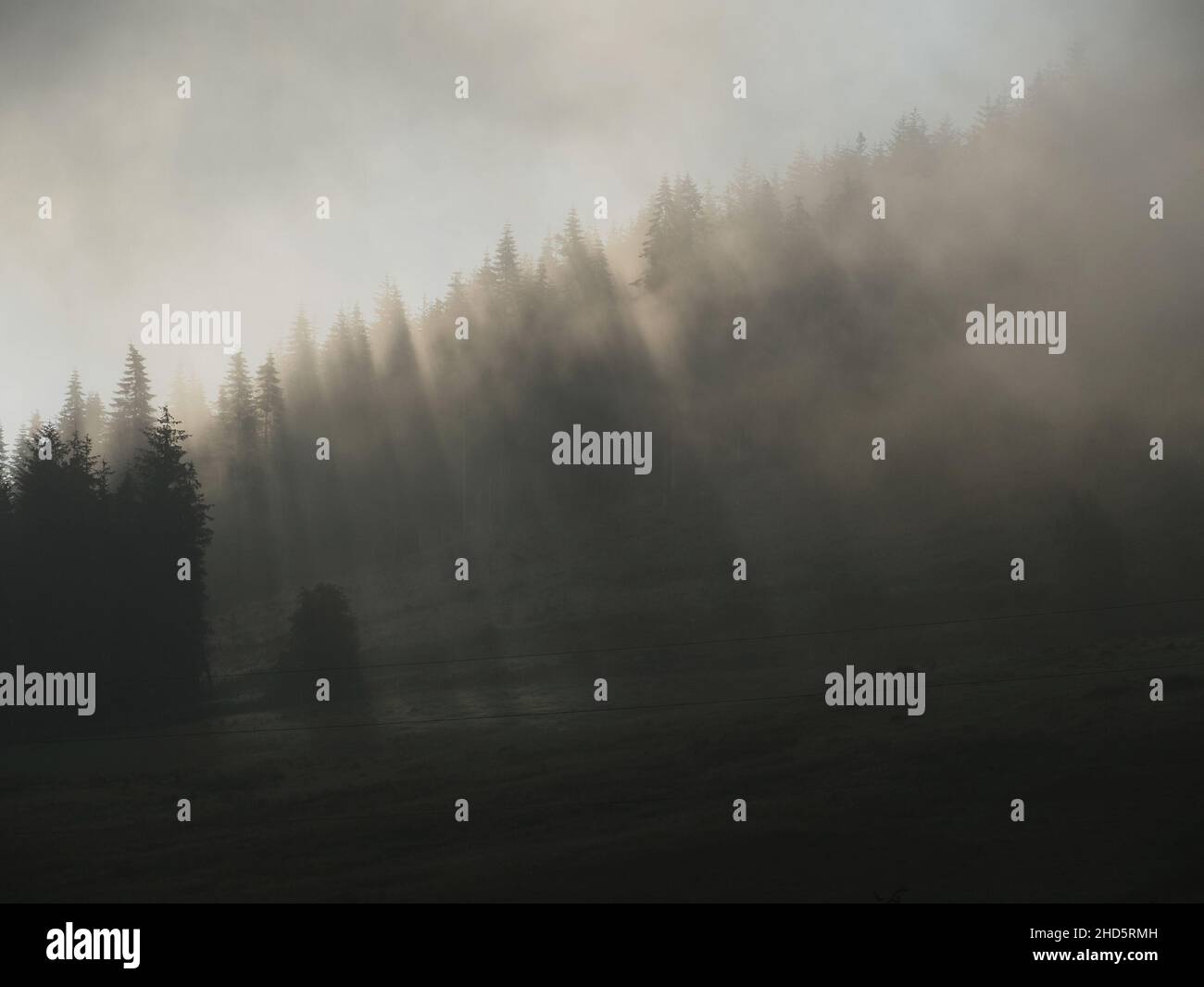Il sole mattutino che si infrangono attraverso la nebbia iniziale crea un gioco d'ombra sugli alberi di conifere della foresta negli altopiani del Perthshire, Scozia, Regno Unito Foto Stock