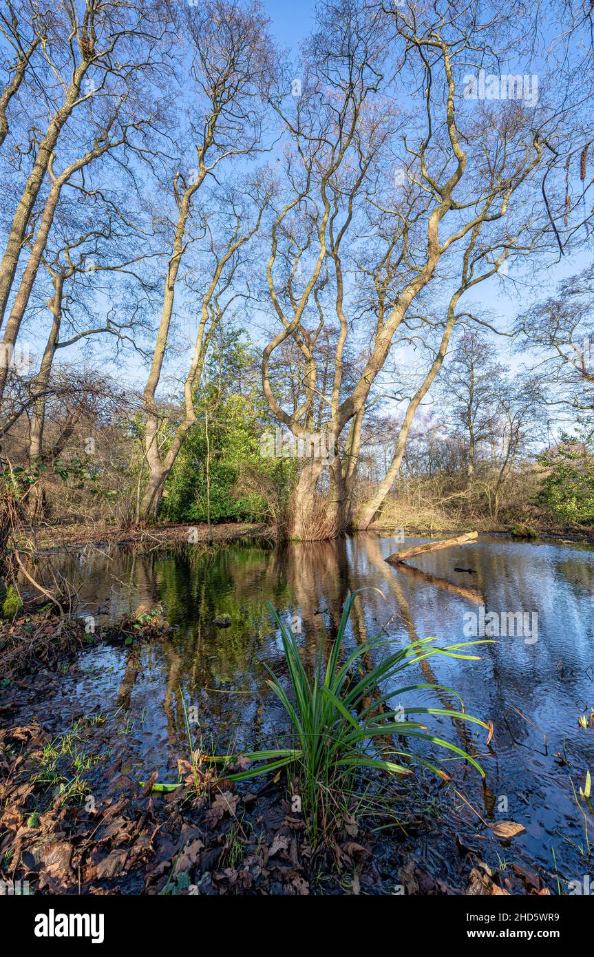 In piedi acqua in una scena boschiva nel Norfolk del Nord, Regno Unito Foto Stock