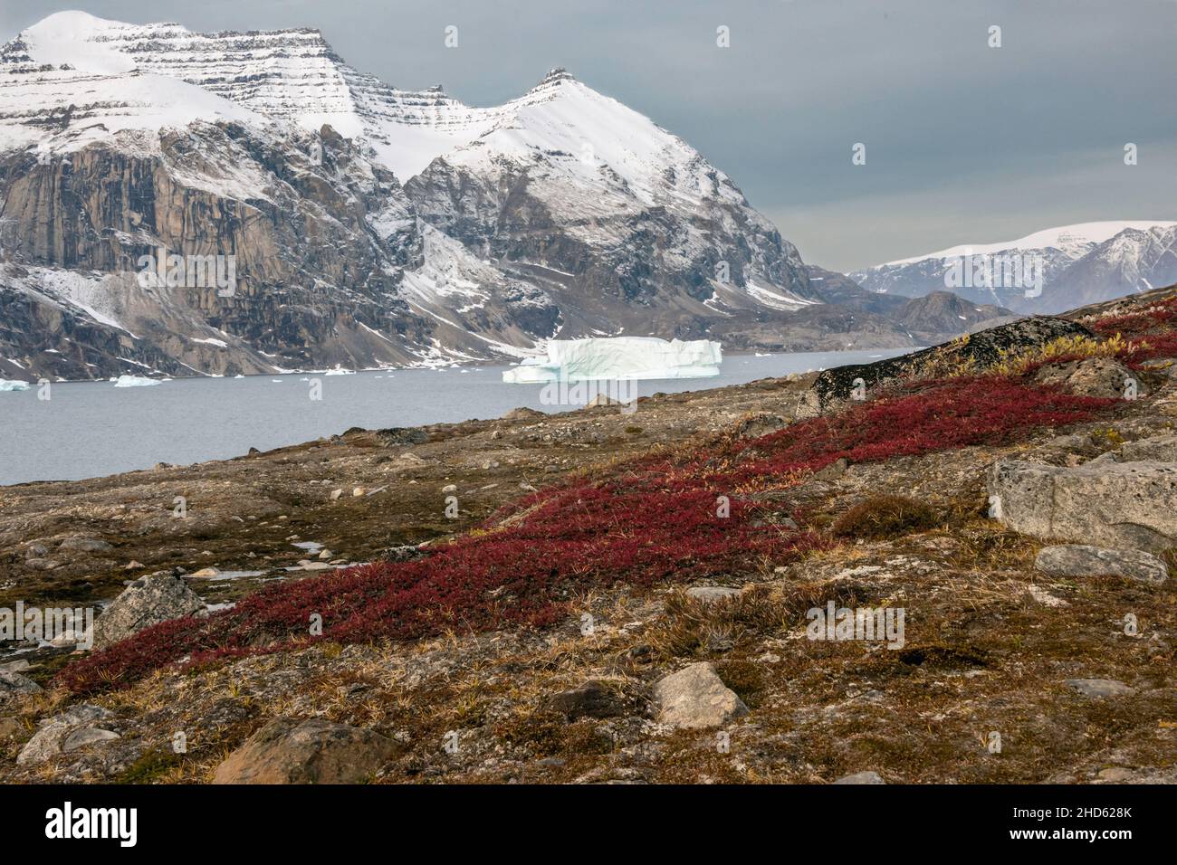 Betulla nana e vegetazione caduta su Danmark o, con Geike Plateau e iceberg, Fonfjord, Scoresby Sund, Groenlandia Foto Stock