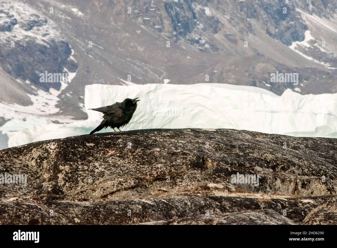 Raven (Corvus corax) vocalizzante sull'isola danese vicino ad un iceberg, Scoresby Sund, Groenlandia orientale Foto Stock