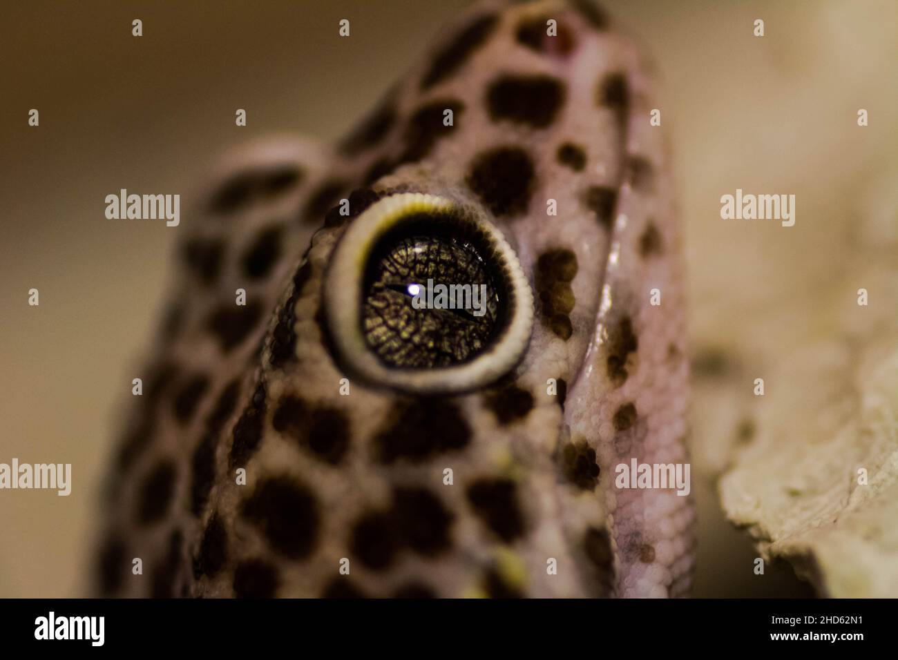 Messa a fuoco macro poco profonda di un occhio di un gecko leopardo Foto Stock