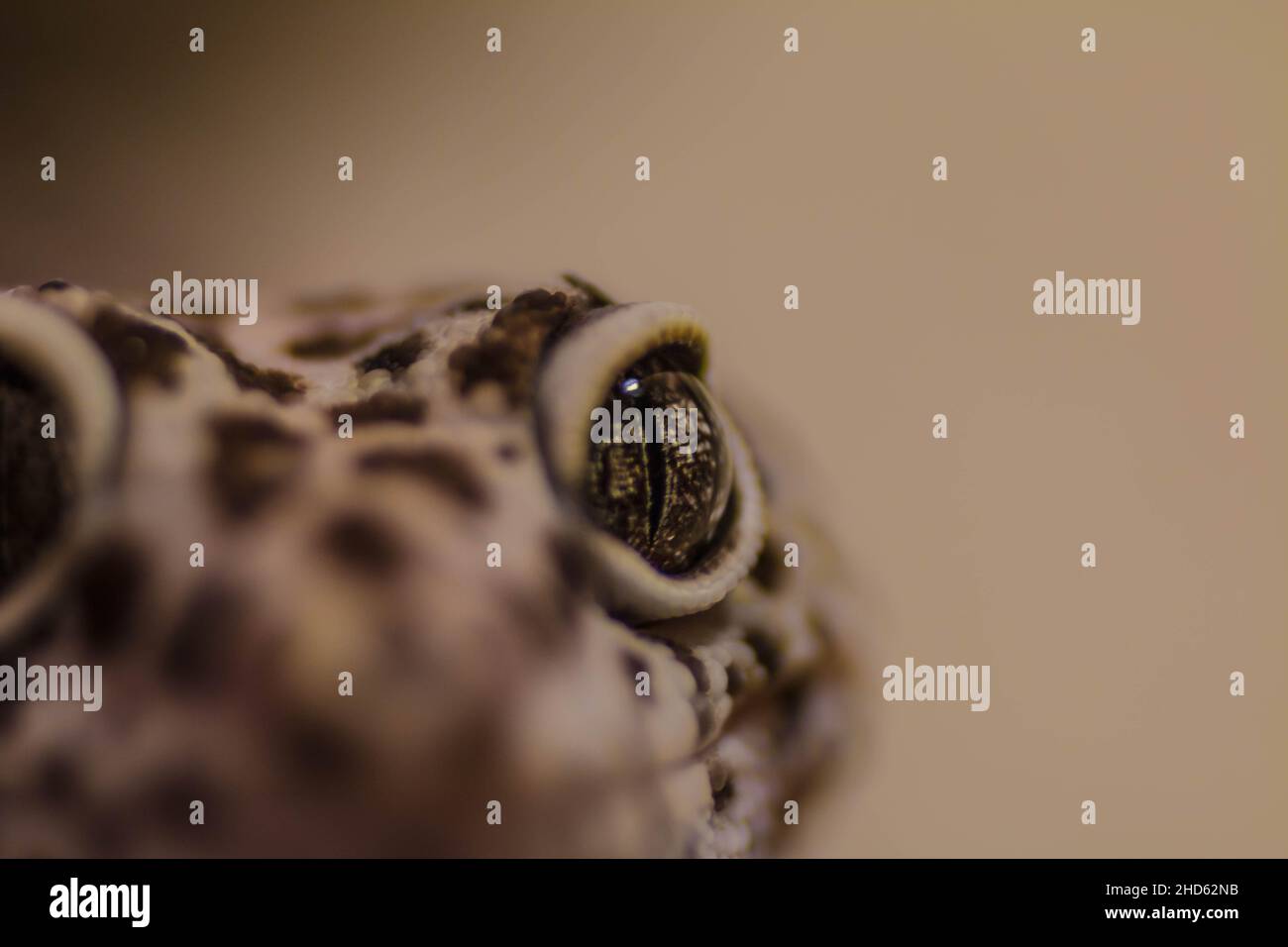 Messa a fuoco macro poco profonda di un occhio di un gecko leopardo Foto Stock
