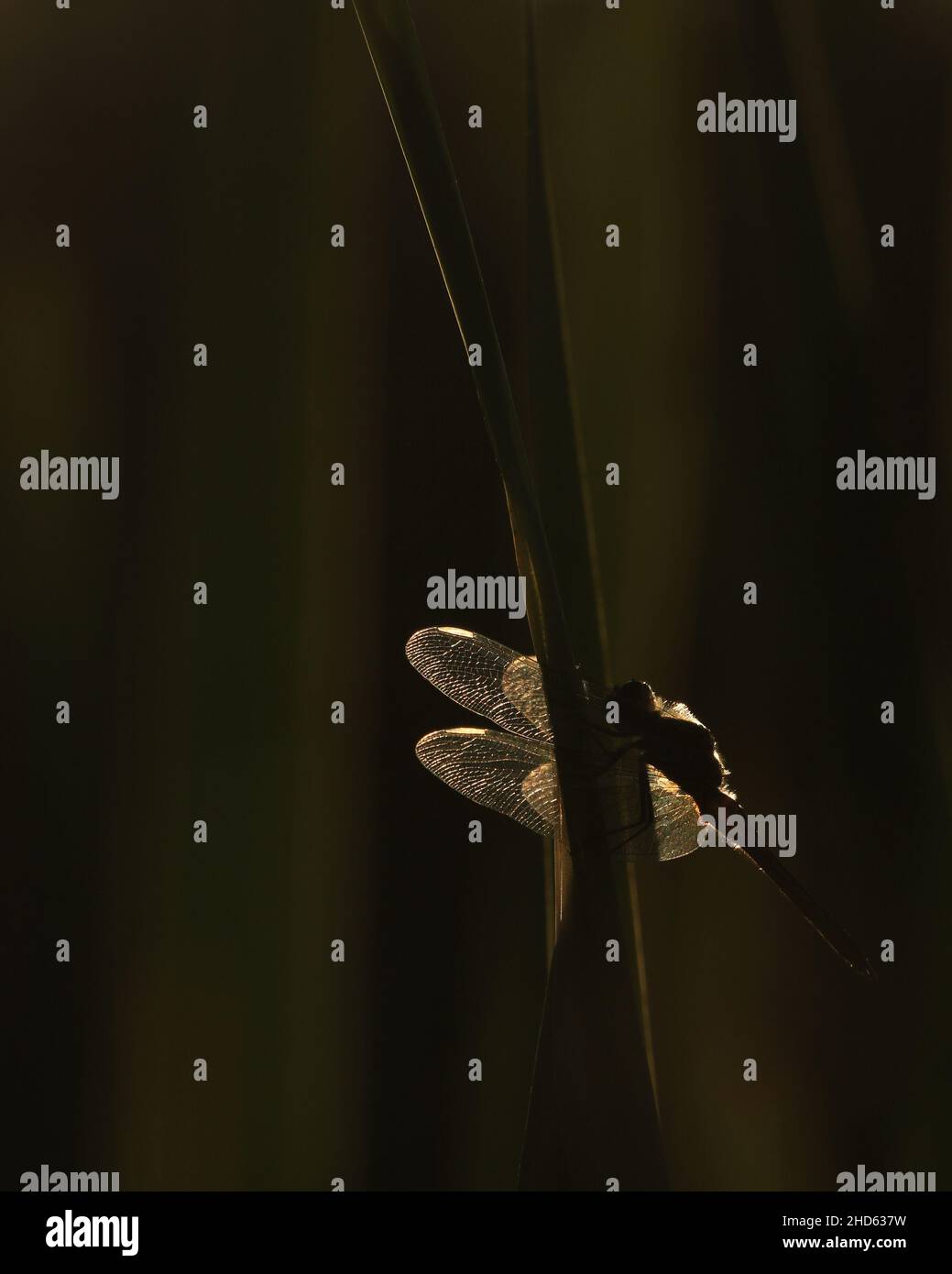 Una libellula è retroilluminata dal sole dell'ora d'oro a Victoria, BC, Canada con il suo corpo in silhouette e le ali illuminate. Foto Stock