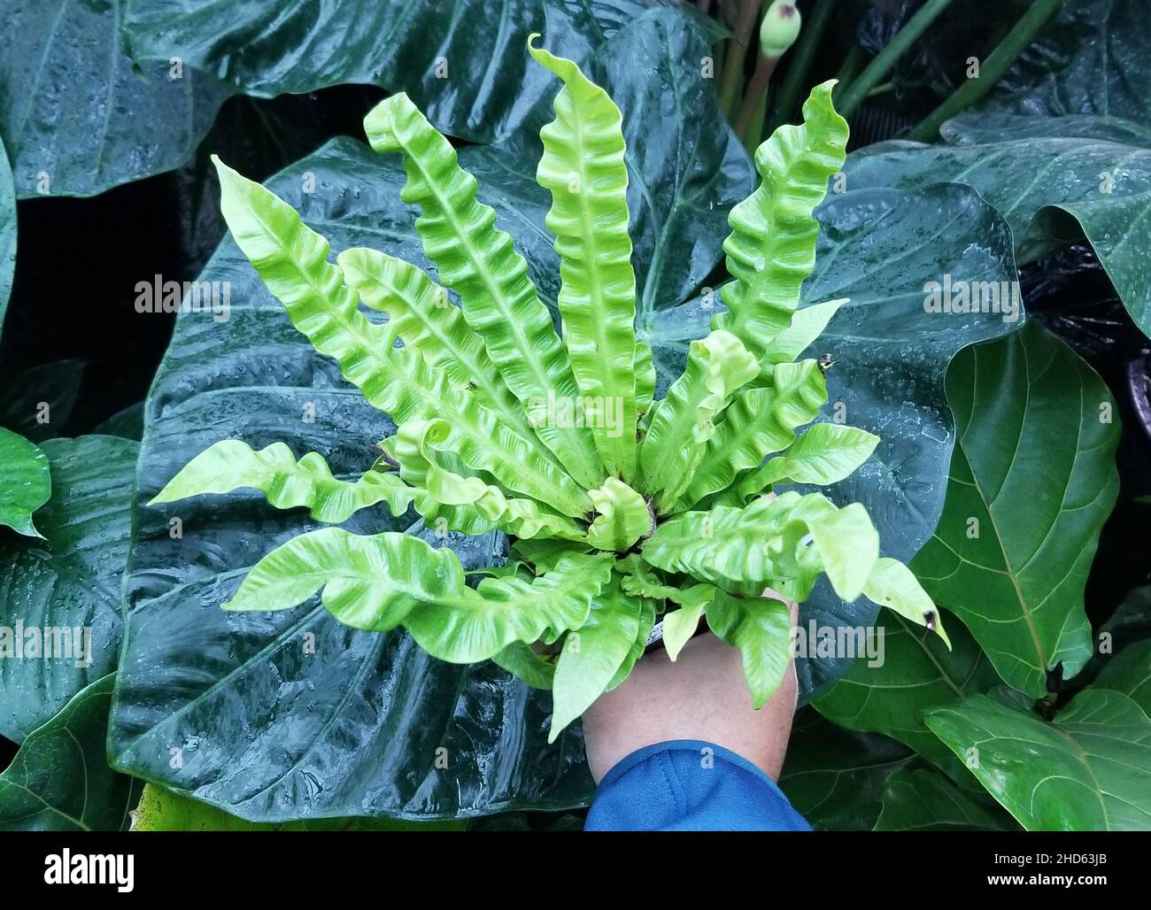 Belle foglie verdi ricci di Wave Ferns croccante Foto Stock