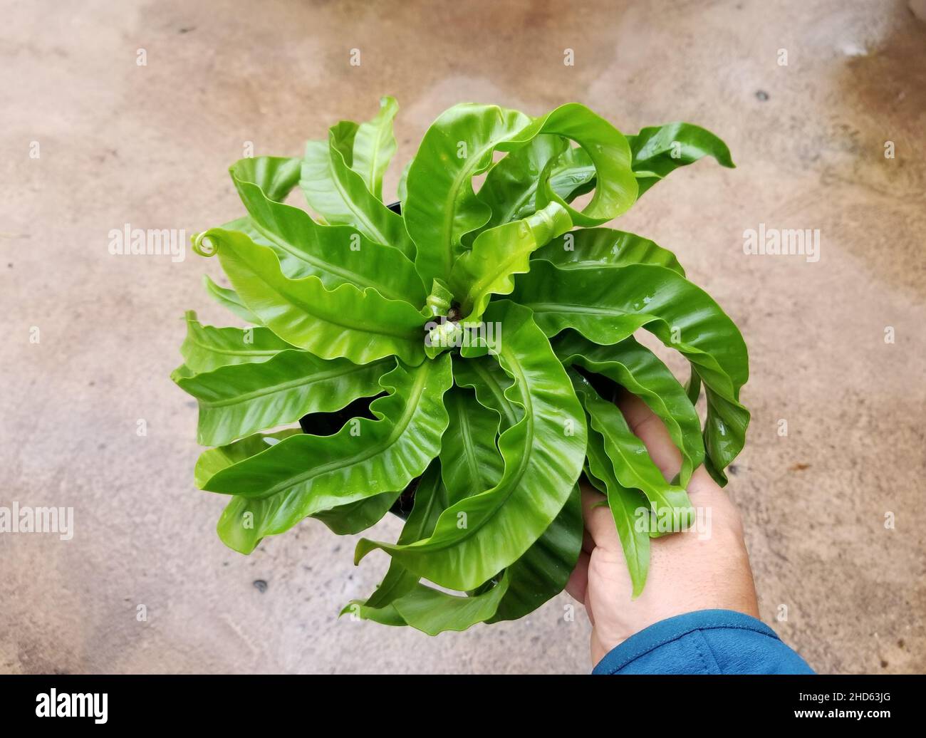 Le belle foglie di verde riccio di Asplenium Hurricane Ferns Foto Stock