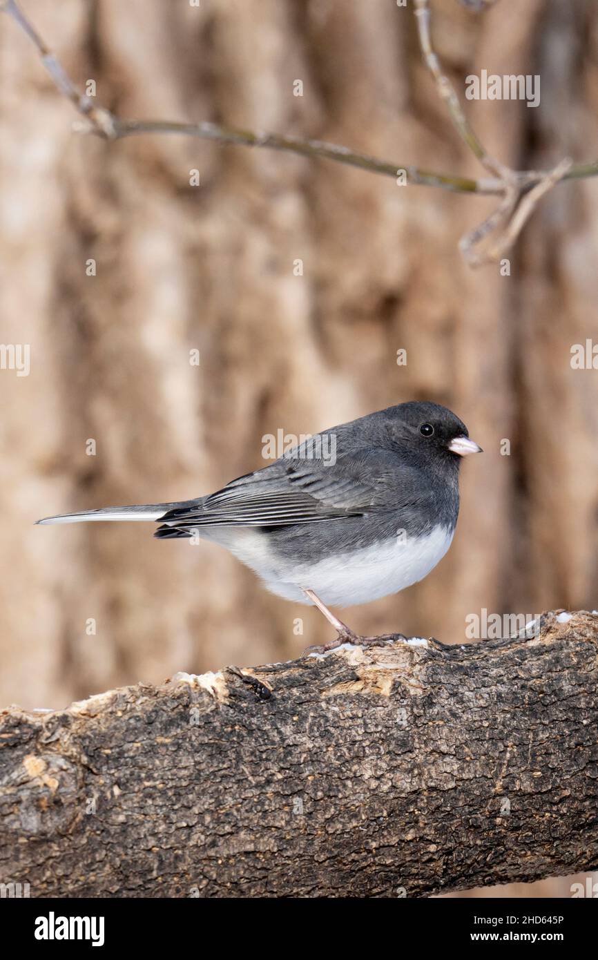 Junco con occhi scuri (Junco iemalis) Foto Stock