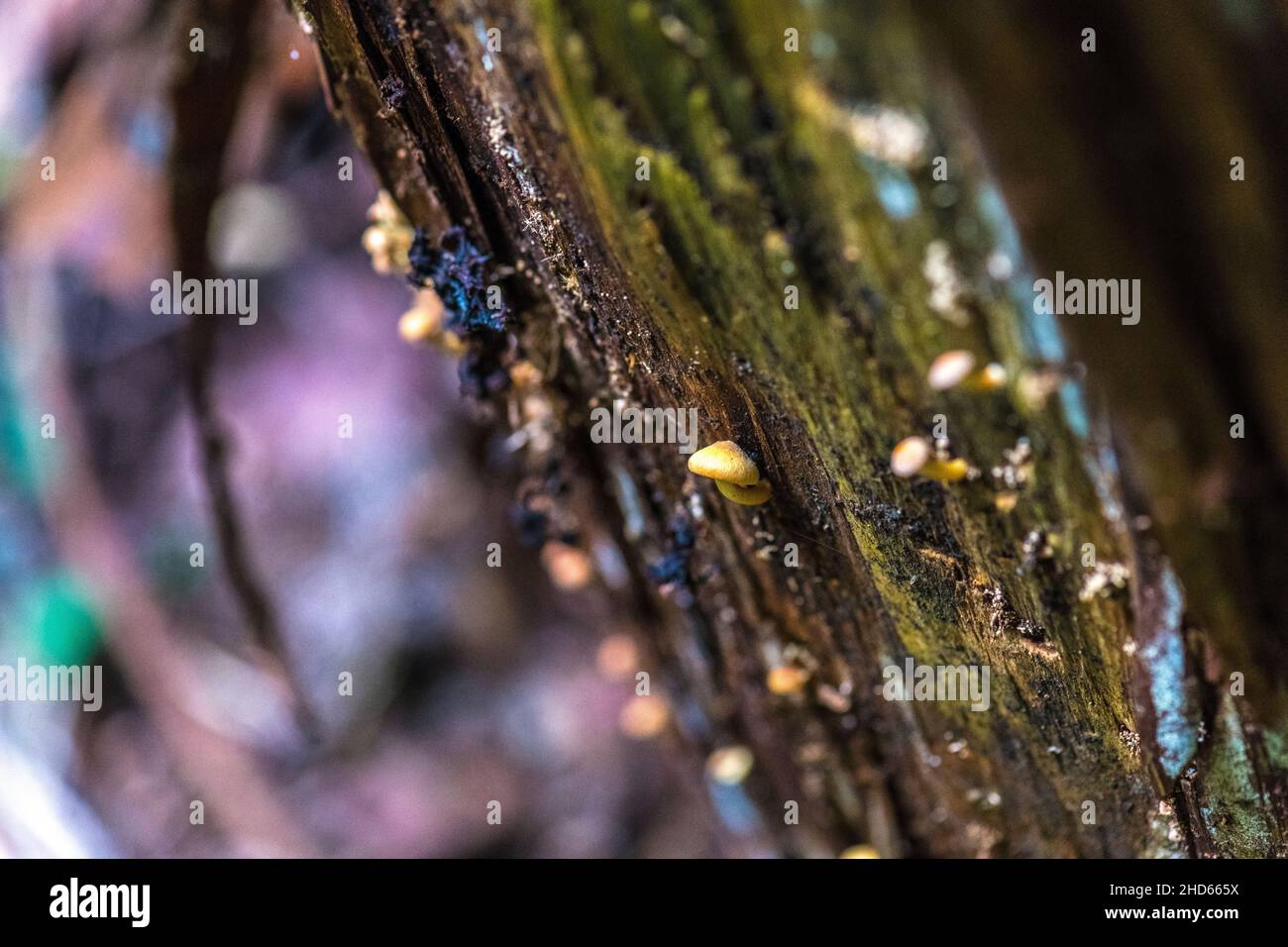 Un piccolo fungo cresciuto su un albero morto Foto Stock