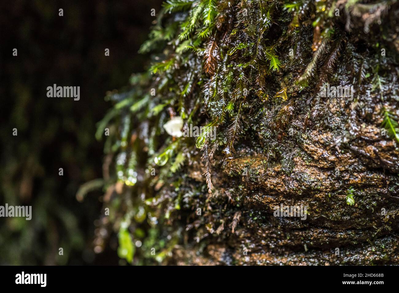 Fissidens umido (Phoenix muss) Foto Stock