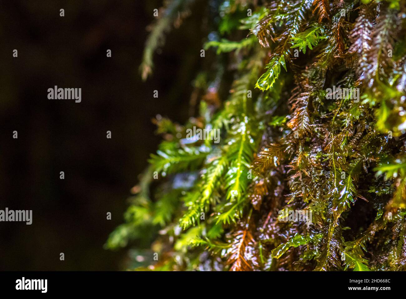Gocce d'acqua catturate da Fissidens (Phoenix muss) che brillano nel riflesso del raggio del sole Foto Stock