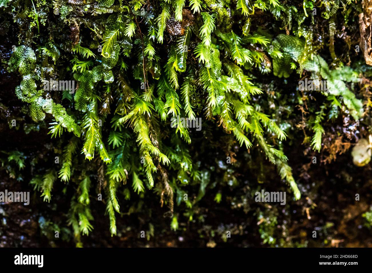 Fissidens umido (Phoenix muss) Foto Stock