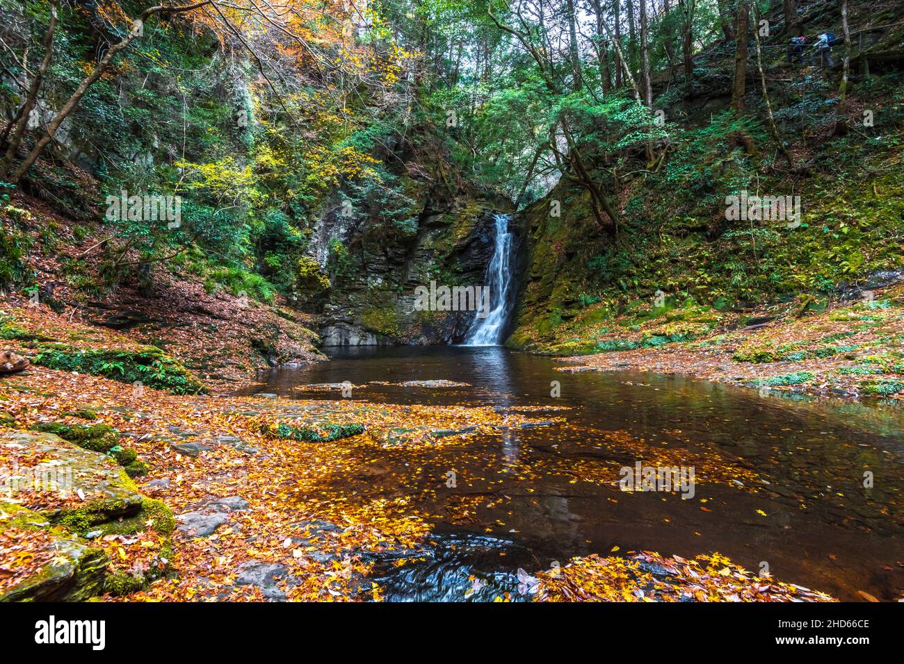 Acqua di ruscello di montagna che cade verso il giardino di roccia coperto foglie d'autunno Foto Stock