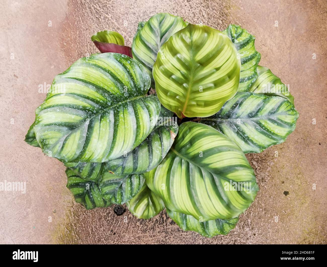 Belle grandi e rigate foglie verdi di Calathea fasciata Foto Stock